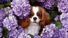 Flowers Animals Dogs purple flowers king charles spaniel