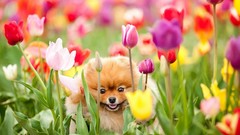 Flowers Animals Dogs tulips fields