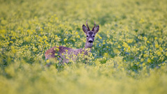 Flowers Animals fields deer