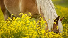 Flowers Animals Horses outdoors yellow flowers