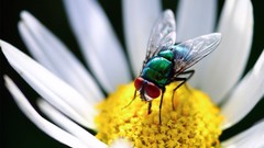 Flowers Animals insects