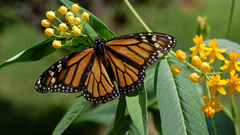 Flowers Animals insects Butterflies