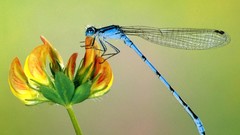 Flowers Animals insects Dragonflies