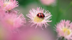 Flowers Animals insects ladybirds