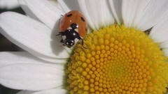 Flowers Animals insects ladybirds