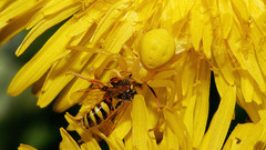 Flowers Animals insects wasp