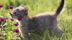 Flowers Animals Kittens