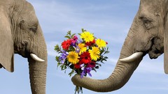 Flowers Animals love bouquet elephants