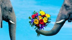 Flowers Animals love couple blue background elephants