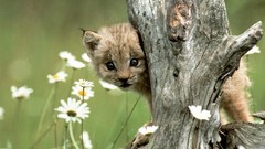 Flowers Animals lynx baby animals