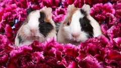 Flowers Animals Mammals guinea pigs