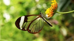 Flowers Animals outdoors Glasswing