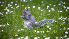 Flowers Animals outdoors Wildflowers squirrels