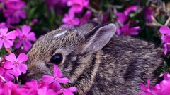 Flowers Animals pink flowers Bunnies