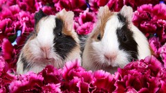 Flowers Animals pink guinea pigs