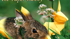 Flowers Animals Plants rabbits