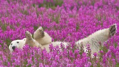 Flowers Animals Polar Bears