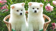 Flowers Animals Puppies Dogs