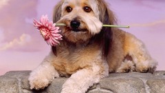 Flowers Animals Puppies Dogs
