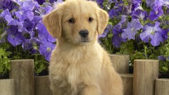 Flowers Animals Puppies Dogs purple flowers pets canine