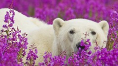Flowers Animals purple flowers Polar Bears