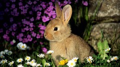 Flowers Animals rabbits