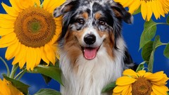 Flowers Animals Sunflowers Dogs australian shepherds