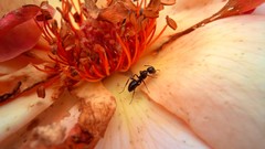 Flowers ants