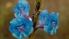 Flowers ants insects blue flowers