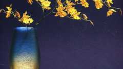 Flowers artwork photography hd