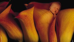 Flowers babies Anne Geddes