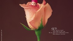 Flowers baby tulips Anne