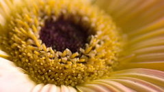 Flowers background photo flower