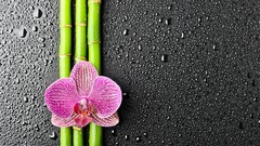 Flowers bamboo Adidas Orchids water drops