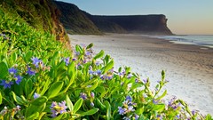 Flowers Beaches