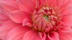 Flowers beautiful widescreen