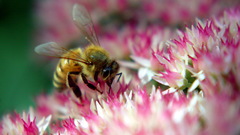 Flowers bees