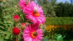 Flowers bees