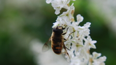 Flowers bees bee flower