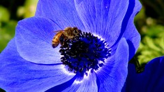 Flowers bees blue flowers