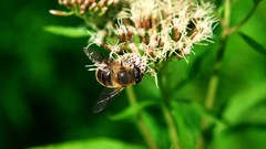 Flowers bees insects