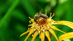 Flowers bees insects