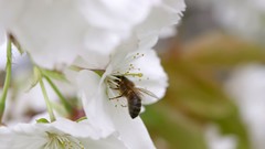 Flowers bees insects