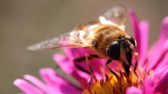 Flowers bees insects
