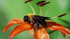 Flowers bees insects