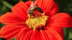 Flowers bees insects