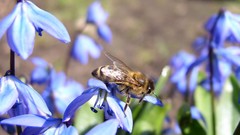 Flowers bees insects