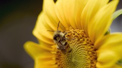 Flowers bees insects