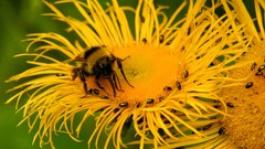 Flowers bees insects