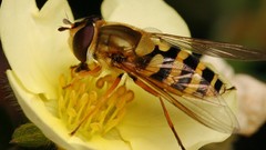 Flowers bees insects